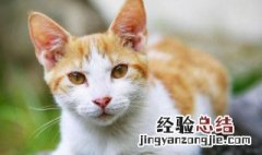 女人梦见猫是不吉之兆 梦见猫的寓意