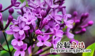 丁香花的浇水方法 丁香花怎么浇水