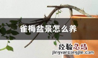 雀梅盆景护养方法 雀梅盆景怎么养