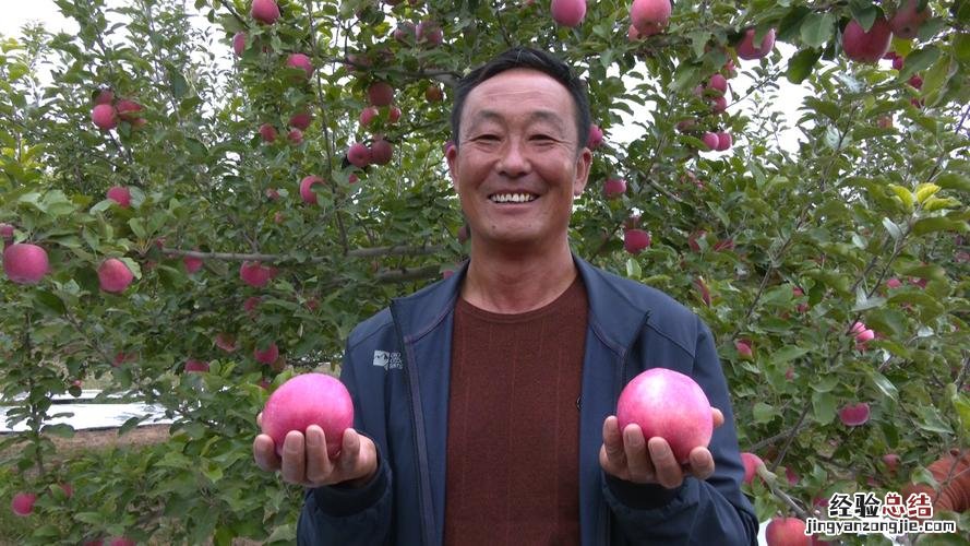 短枝富士如何修剪