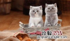 猫咪黑下巴用什么洗 猫的黑下巴用什么清洁