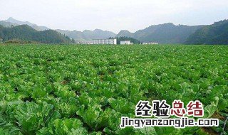 北方4月份种什么菜蔬菜最合适 北方四月份种植什么蔬菜