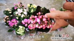 长寿花黑斑病如何治疗