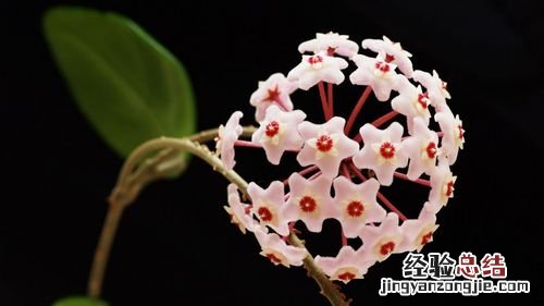 这些花让人想娶回家！高手都在种