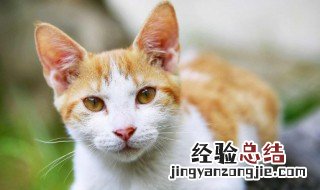 鱼怎么做给猫吃视频 鱼怎么做给猫吃