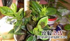 栀子花叶子发黄干枯怎么治 栀子花叶子枯萎发黄怎么办