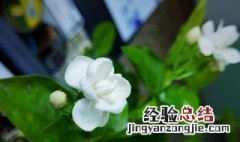 茉莉花和什么一起泡好 茉莉花和什么一起泡好吃