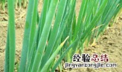 大葱种植培土方法 如何给大葱培土