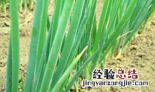 大葱种植培土方法 如何给大葱培土