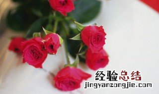 玫瑰可以水养么 玫瑰花可以水养吗