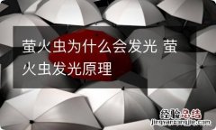 萤火虫为什么会发光 萤火虫发光原理