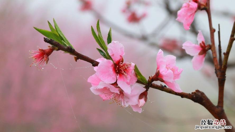 人间什么月芳菲尽山寺桃花始盛开