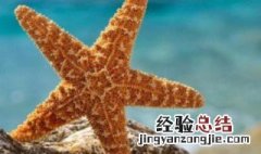 海星的寓意是什么 海星有什么寓意