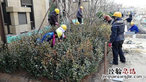 秦皇岛适合养什么花，市花和市树是什么