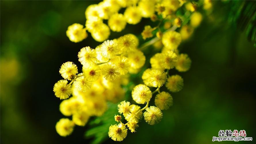 含羞草的花语及传说