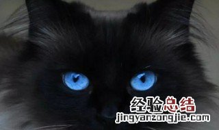 养黑猫有什么说法 养黑猫有哪些含义