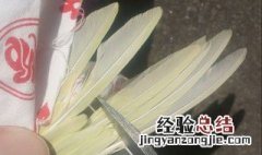 虎皮鹦鹉剪羽是什么意思 虎皮鹦鹉剪羽的含义