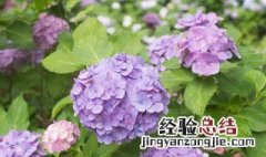 紫阳花花语寓意 紫阳花花语寓意是什么