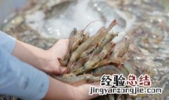 什么鱼吃虾 什么鱼吃虾干