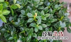 金鱼花吊兰植物怎么养 金鱼花吊兰几月份开花