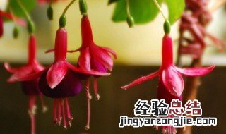 倒挂金钟叶子干枯脱落怎么办 倒挂金钟叶子蔫了怎么办