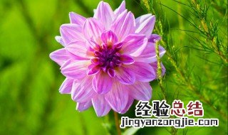 大丽花块根没有芽点怎么办 大丽花块根没有芽点怎么办视频