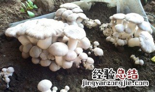 蘑菇怎么长出来的 蘑菇怎么长出来的图片