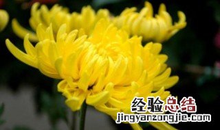 菊花的意思代表什么 菊花有什么寓意