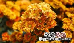 波斯菊叶子都枯萎了怎么办 波斯菊枯萎了还能活吗