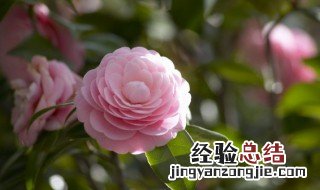 茶花养护与管理方法视频 茶花养护与管理方法