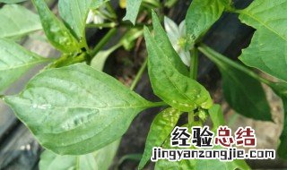 辣椒卷叶病可以自愈吗 种植辣椒卷叶是什么原因如何防治