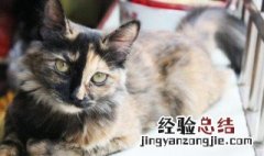 猫藓处长毛了又有皮屑怎么办 猫藓处长毛了又有皮屑怎么办图片