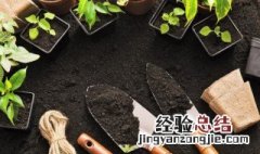 满天星适合什么季节种种子 满天星适合什么季节种