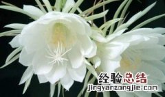 昙花杆子该怎么处理要进行修剪吗 昙花杆子该怎么处理要进行修剪吗图片