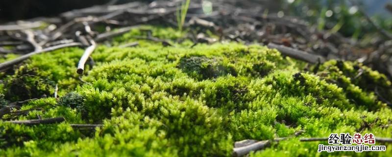 用放大镜能看到苔藓植物的导管吗