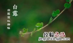 二十四节气中白露节气是什么意思 二十四节气白露过后是什么节气