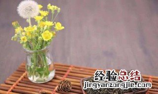 蒲公英茶有什么功效 蒲公英茶的功效是什么