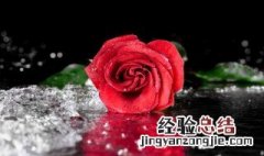 玫瑰花叶子卷缩是什么原因 玫瑰花叶子卷曲的原因