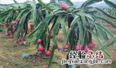 火龙果河北能种植吗 河北省可以种植火龙果吗