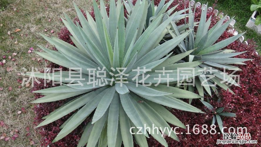 凤尾兰和剑麻的区别