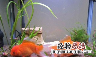 家里养什么风水鱼最好 家里养的风水鱼有哪些