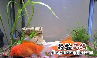 家里可以养什么风水鱼 家里养什么鱼风水好