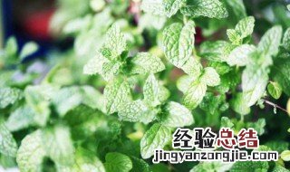 沙漠里的薄荷叶什么意思 沙漠里喝薄荷茶的风俗