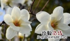 上海市花是什么 上海市花是什么花