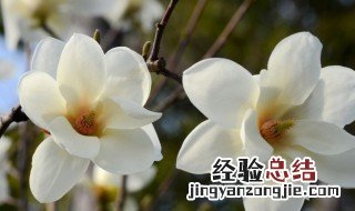 上海市花是什么 上海市花是什么花