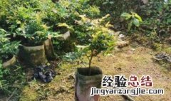 北方能种嘉宝果吗 嘉宝果北方可以种植吗