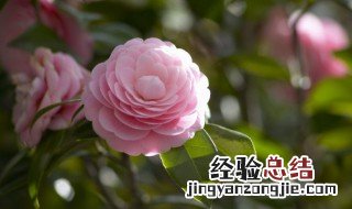 山茶花叶子卷曲干枯还有救吗 山茶花叶子全干了怎么办