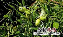 碧根果适合南方种植吗 碧根果在南方可以种植吗