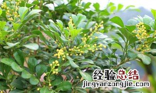 米兰花管理方法 米兰花应该如何管理养殖