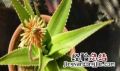 芦荟开花是什么样子的 芦荟开花你见过吗